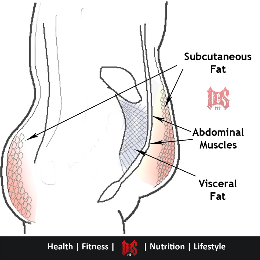 Diagram showing subcutaneous fat (under the skin) the abdominal muscles and the visceral fat underneath