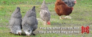 You are what you eat but they are what they eat too - chickens